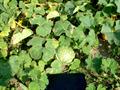 black-seed squash ، cidra ، Malabar gourd ، pie melon ، sidra ، Thai marrow